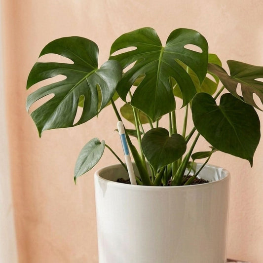 Indoor plant with Sustee moisture meter checking soil moisture.