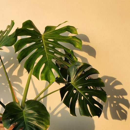 Want Bigger, Healthier, Lusher Leaves? Meet Foliage Focus