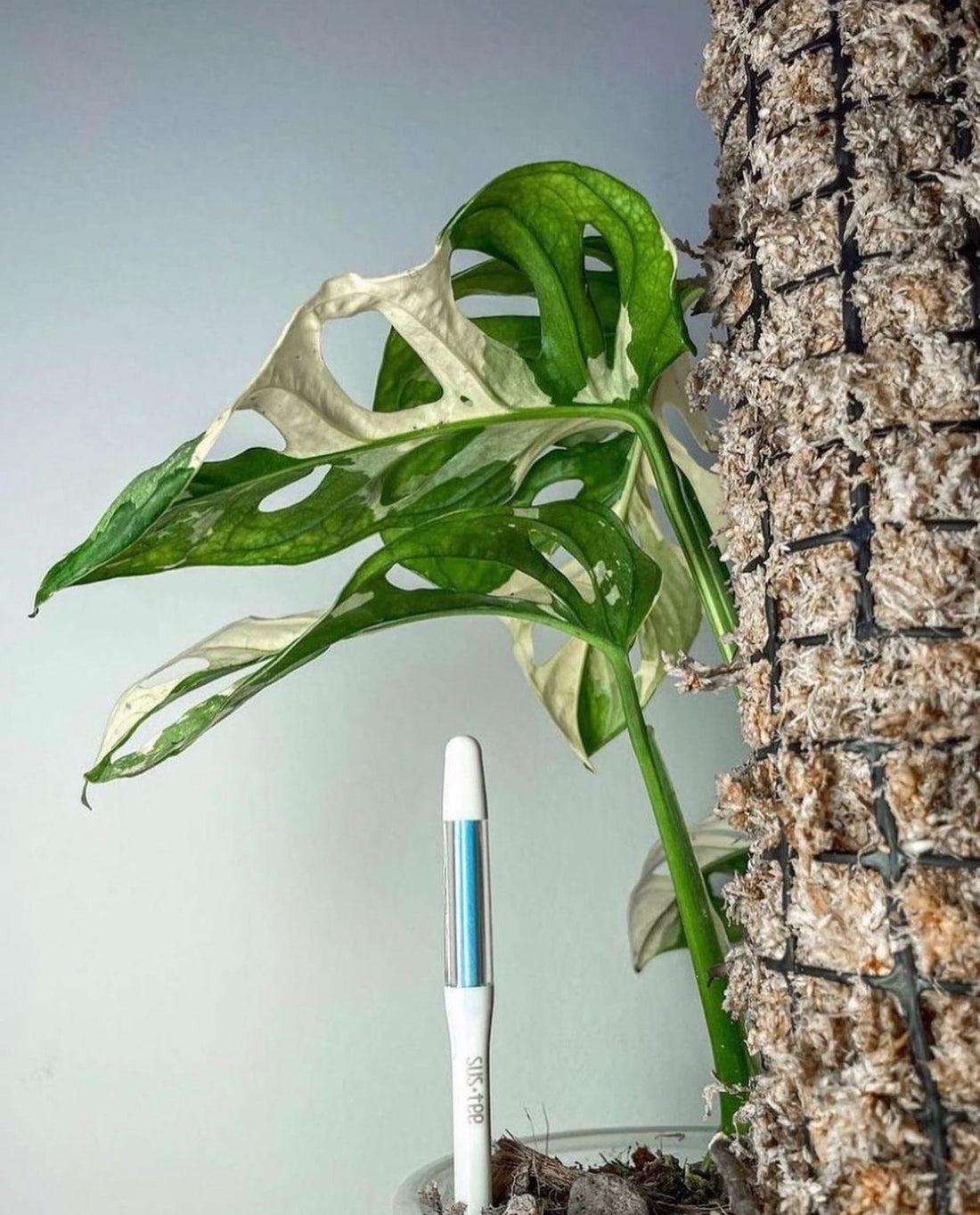Sustee New Zealand: The Eco-Friendly Revolution Plant Lovers Can't Ignore