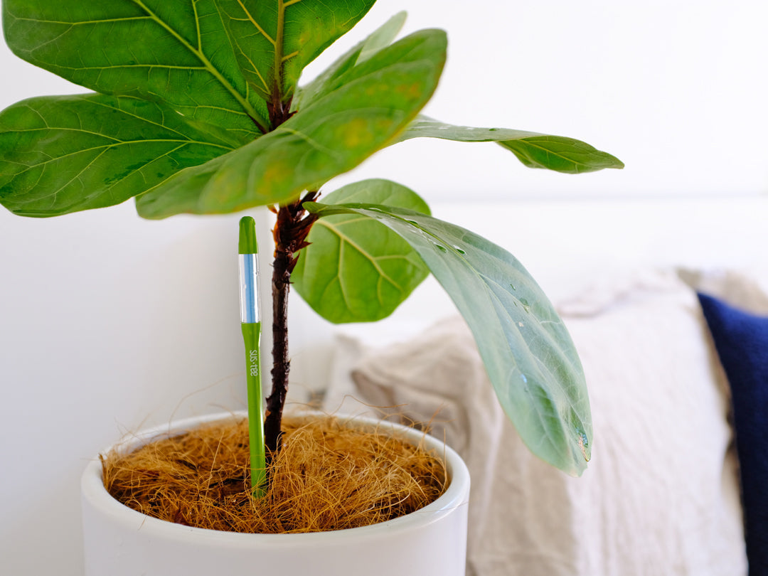 How to Know When Your Indoor Plants Need Water