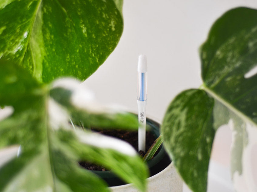 Sus-tee the best thing to hit the houseplant community
