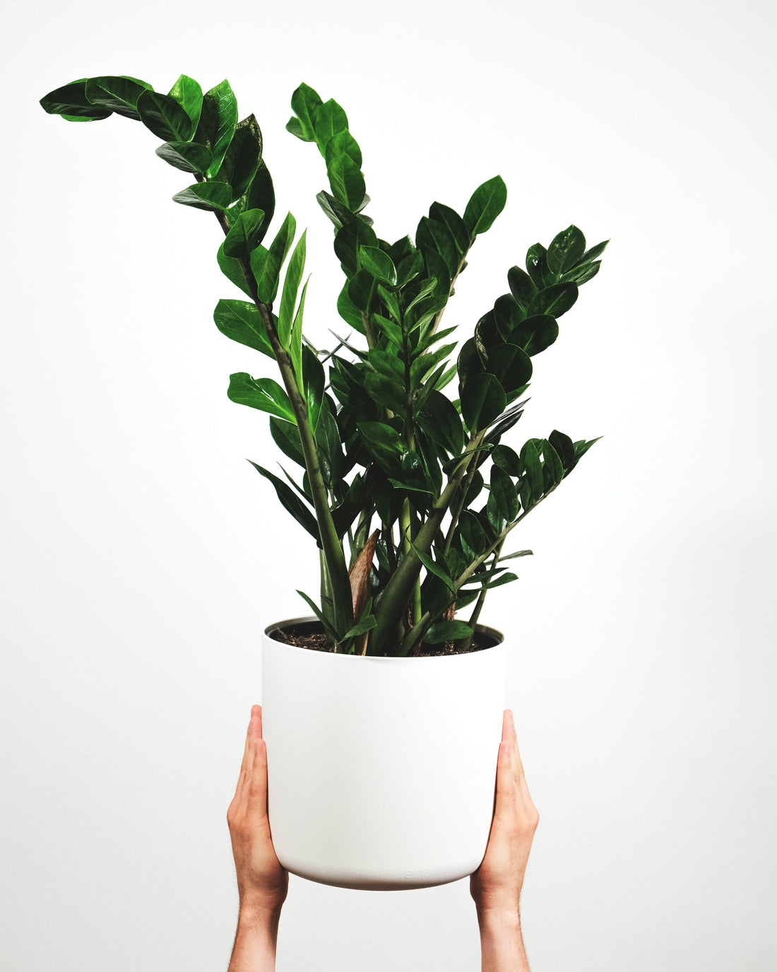 How Often Should You Water a ZZ Plant?