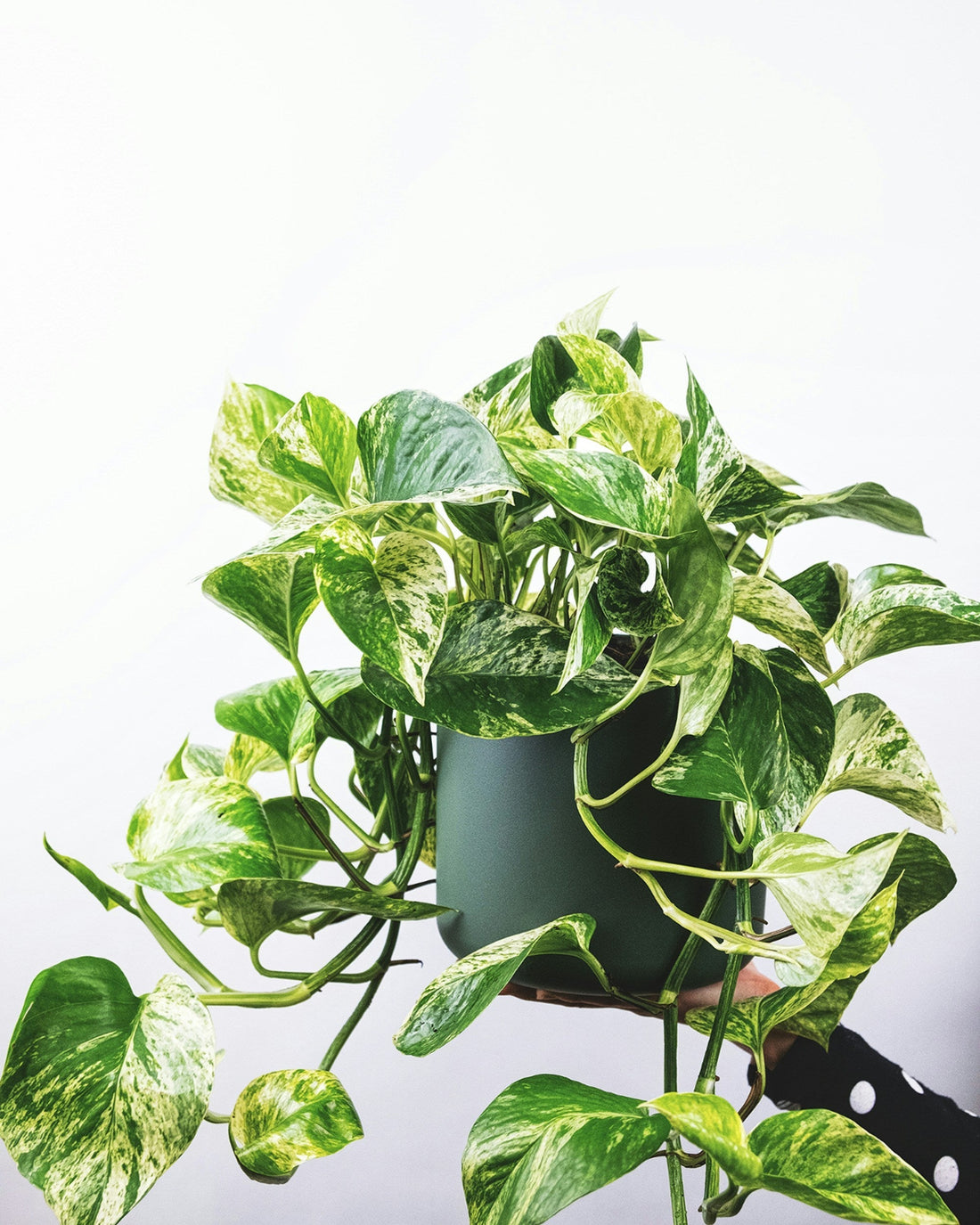 How Often Should You Water a Pothos?