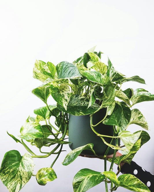 How Often Should You Water a Pothos?
