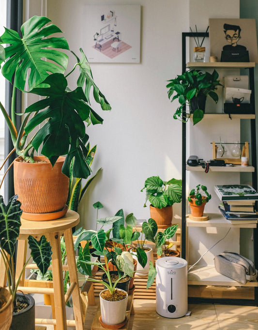 Rethinking How We Water Our Indoor Plants