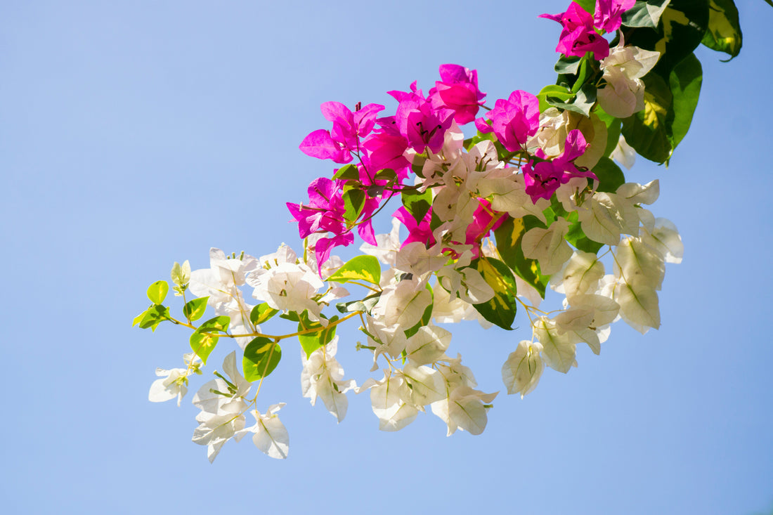How Often Should You Water a Bougainvillea?