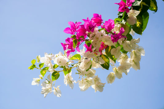 How Often Should You Water a Bougainvillea?