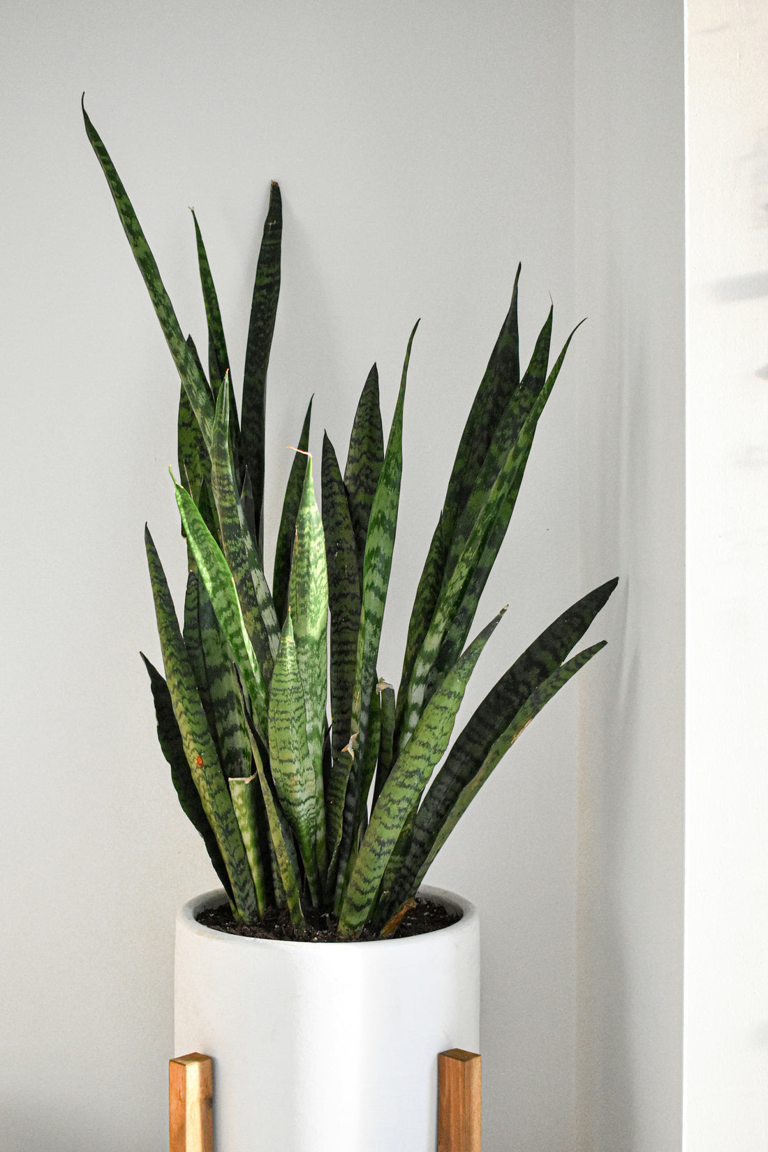 How Often Should You Water a Snake Plant?