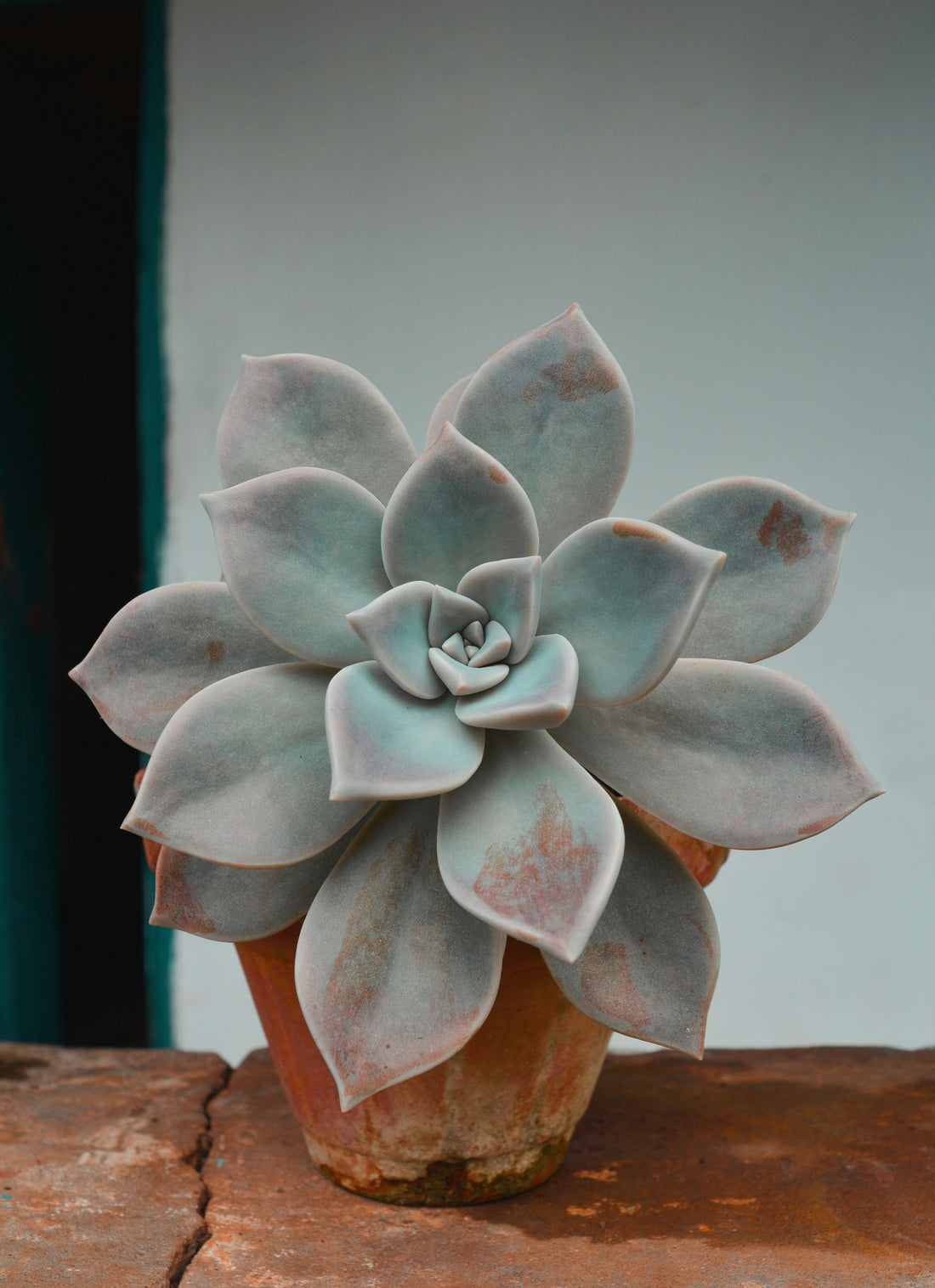 How Often Should You Water Succulents?