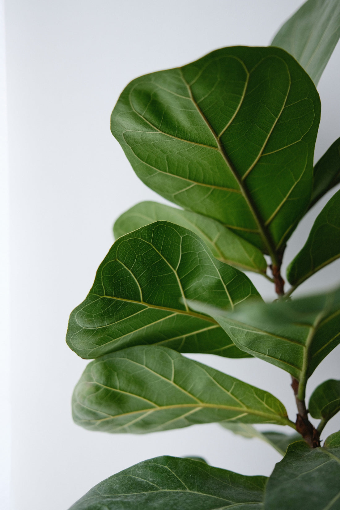 How Often Should You Water a Fiddle Leaf Fig?