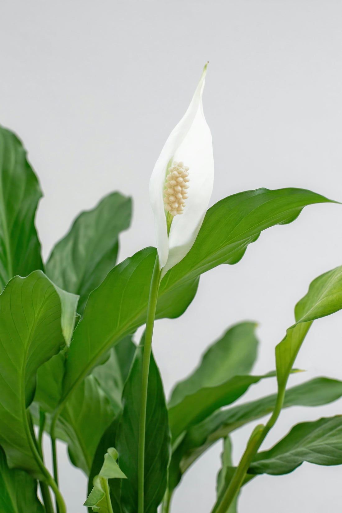 How Often Should You Water a Peace Lily?
