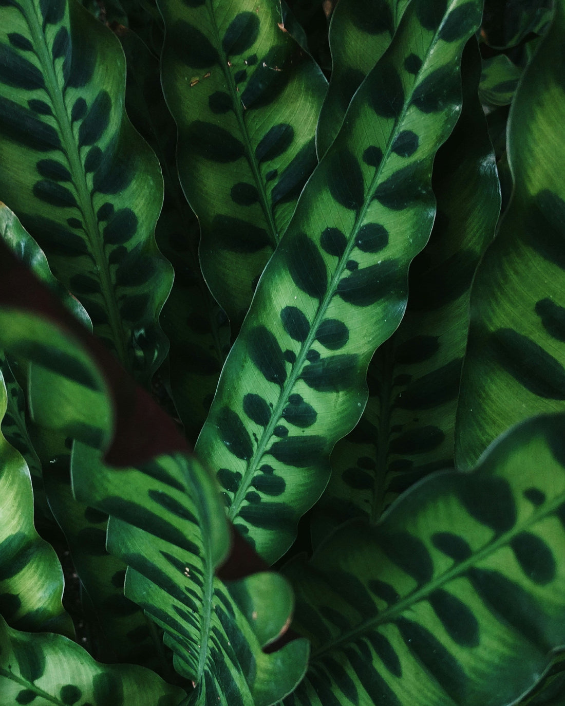 How Often Should You Water a Calathea?