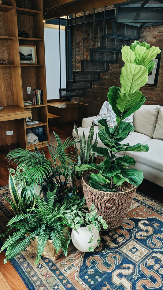Lush green indoor plants in terracotta pots on a wooden surface, representing easy-care houseplants that thrive with proper watering using Sustee moisture meters