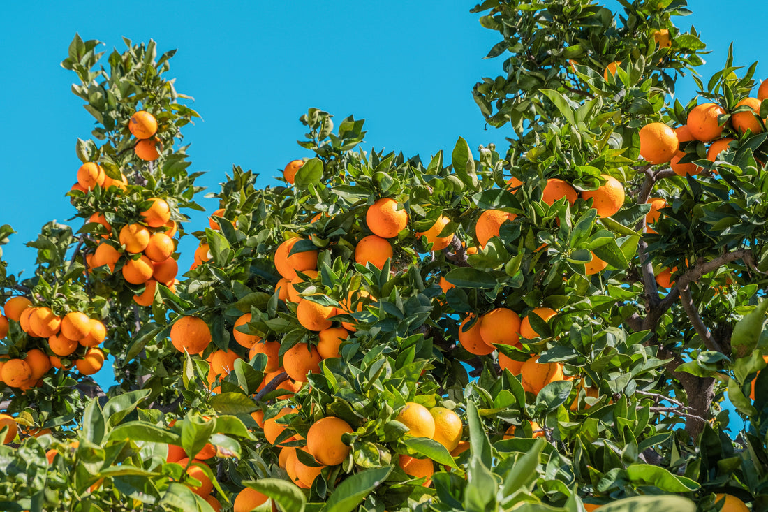 How Often Should You Water a Citrus Tree?