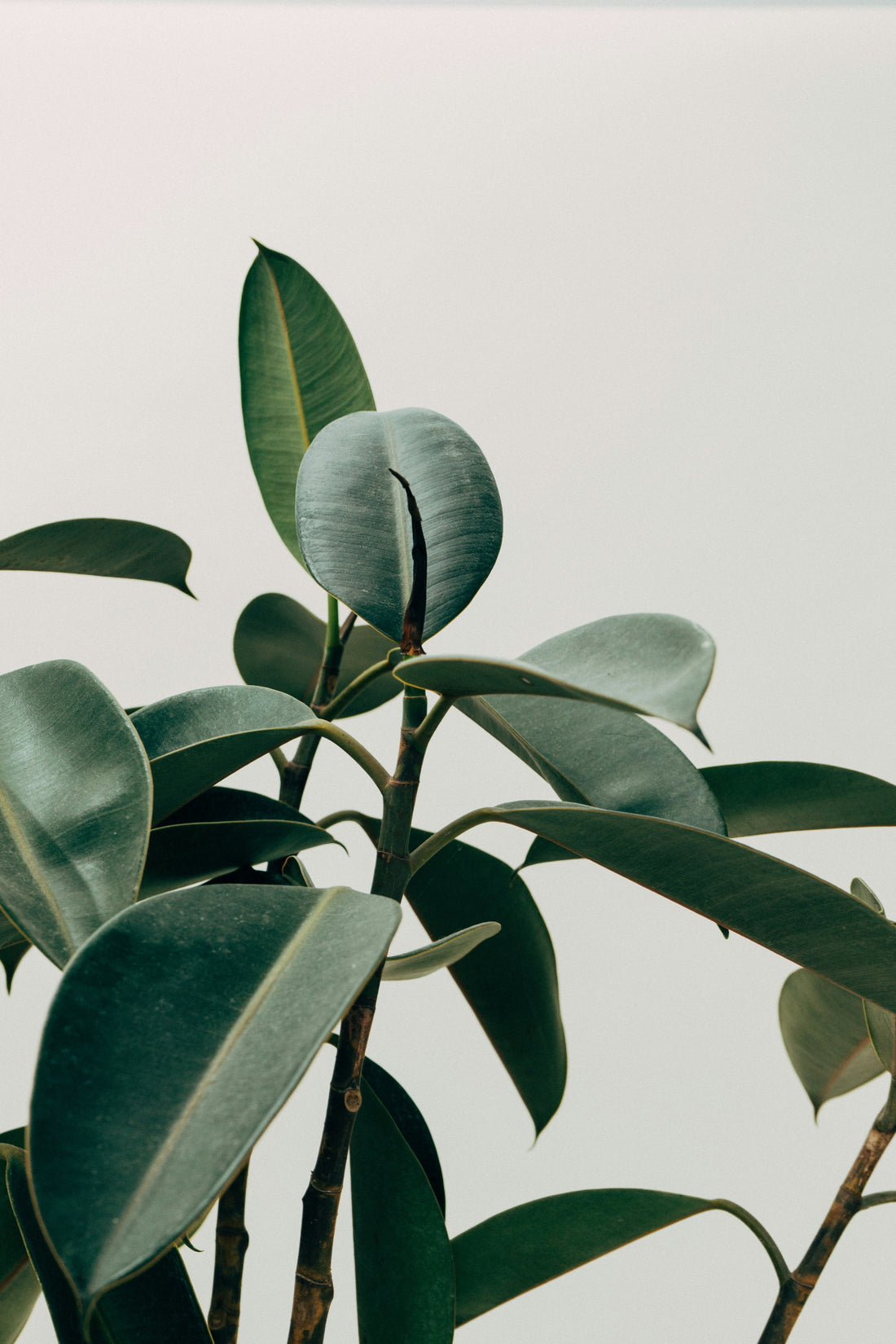 How Often Should You Water a Rubber Plant?