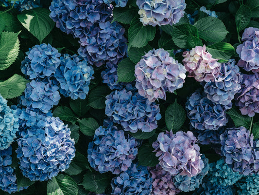 How Often Should You Water a Hydrangea?