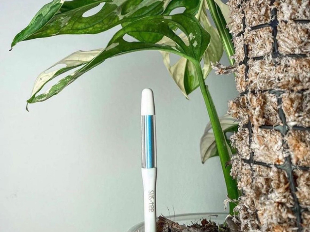 White Sustee showing the colour blue in the clear window which indicates that the plant is well watered