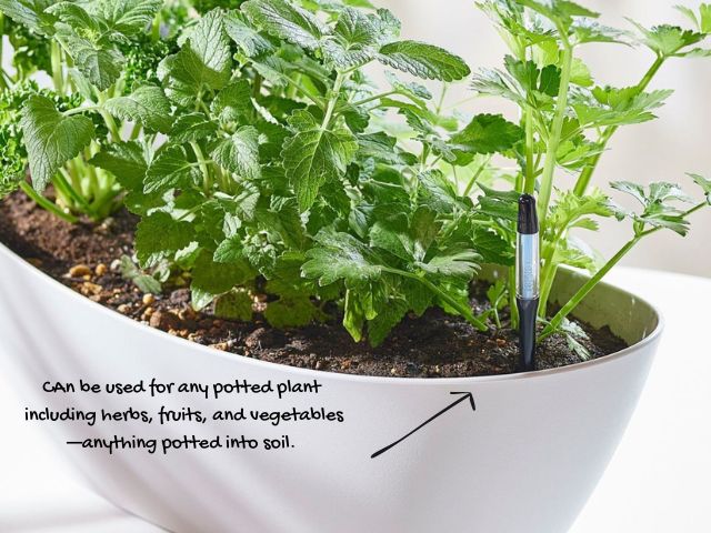Black Sustee moisture meter in a pot full of herbs