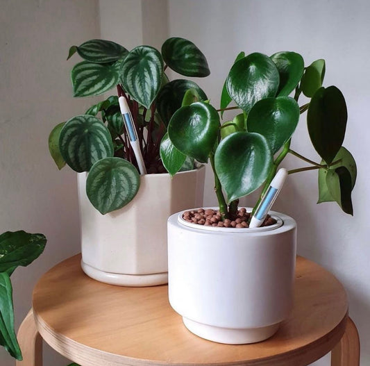 Two potted plants with the Sustee water meters inside them, indicating moisture levels. The plants have green leaves, and the meters are blue, suggesting they have enough water.