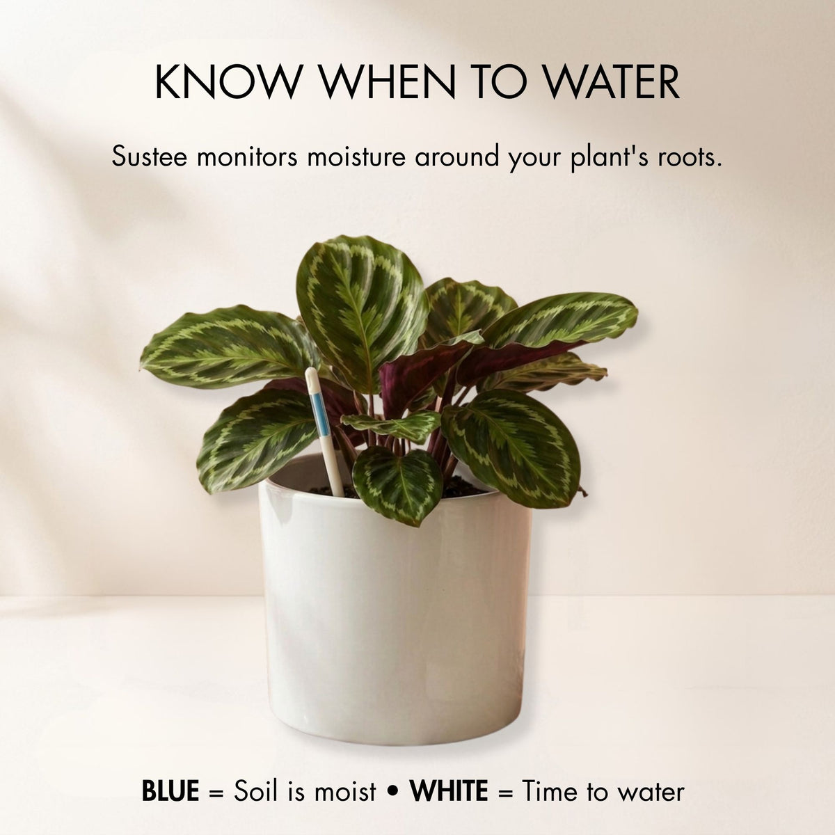 Sustee in a pot demonstrating how it works