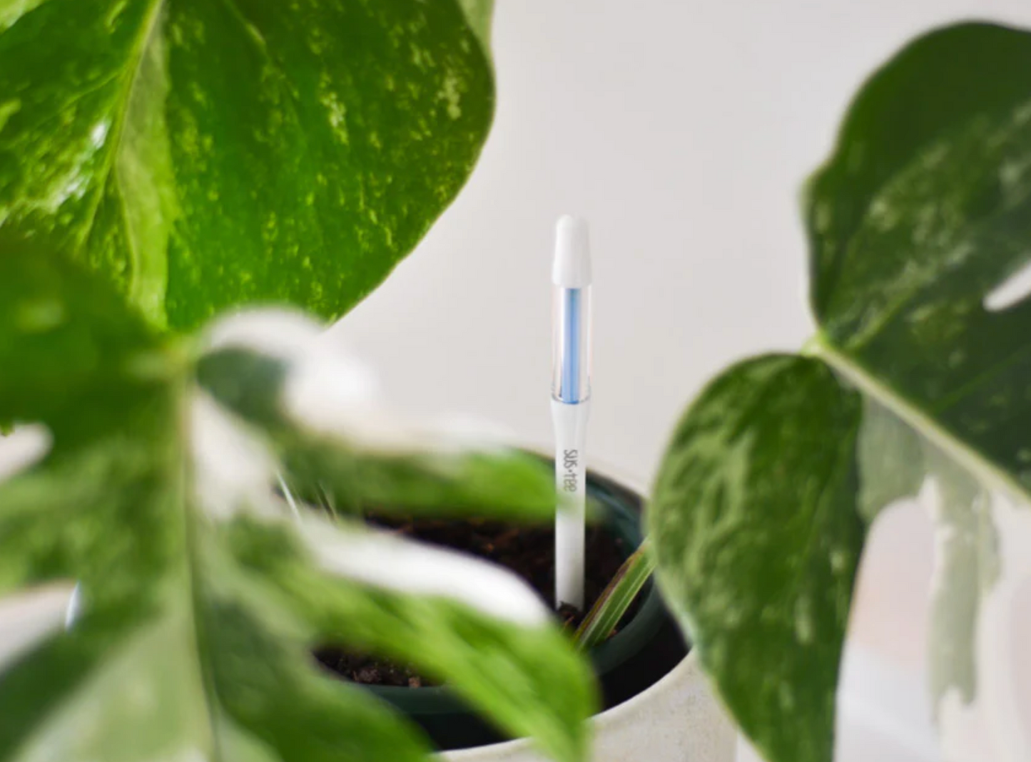 Pothos Plant with a Sustee in a pot measuring the amount of moisture in the soil.