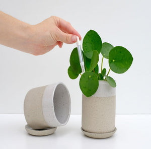 Hand inserting a Sustee moisture sensor into a healthy potted plant to monitor soil moisture levels, helping ensure perfect watering every time.