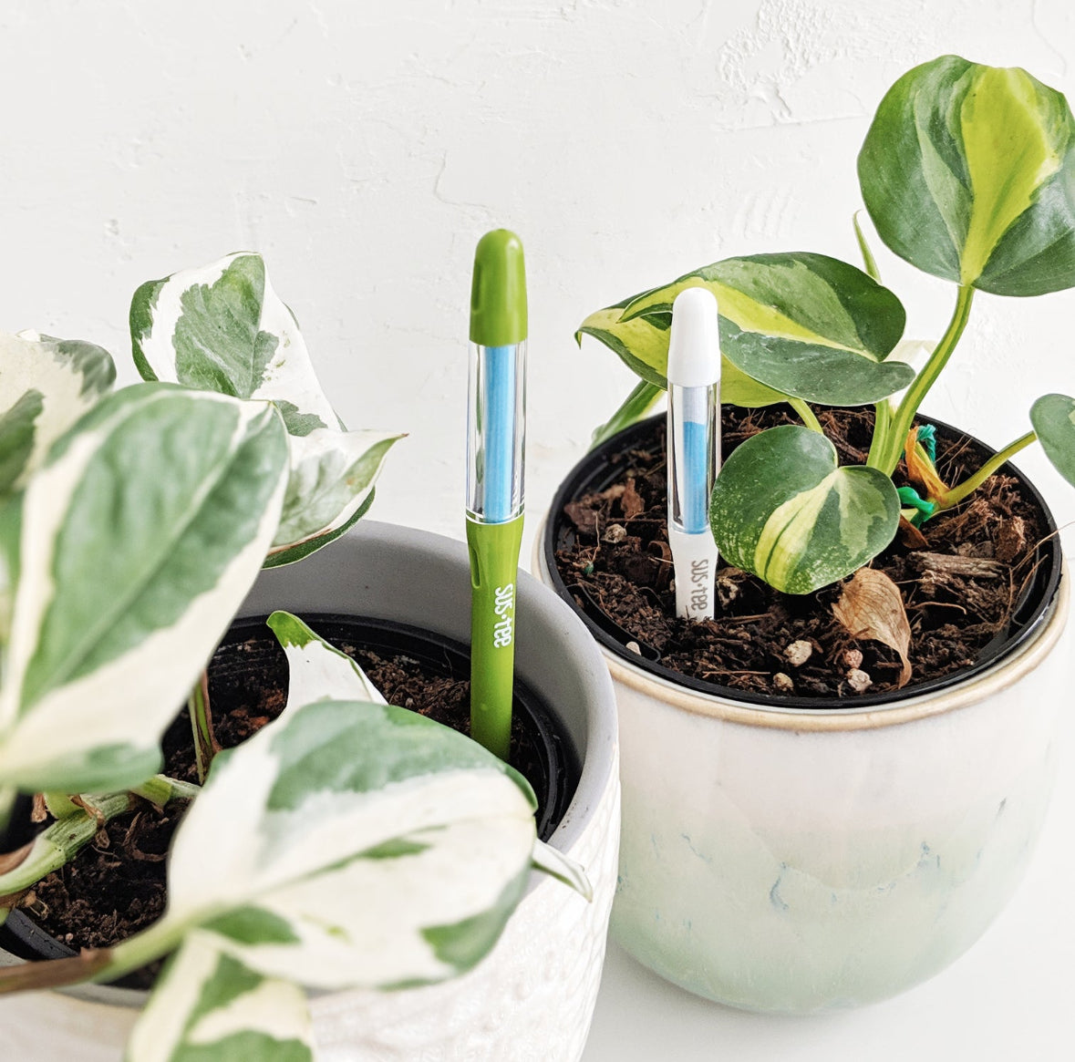 Two potted houseplants with Green and white Sustee moisture sensors inserted in the soil, showing an easy way to monitor watering needs for healthier, thriving plants.